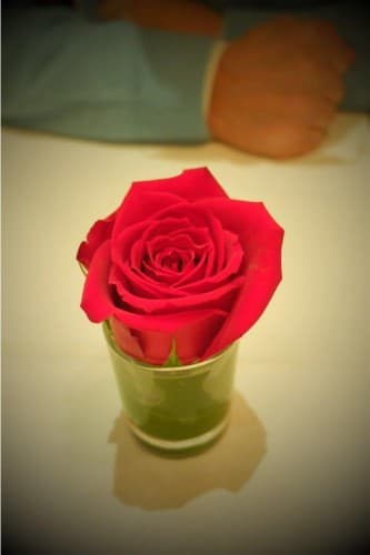薔薇の木に咲く薔薇の花