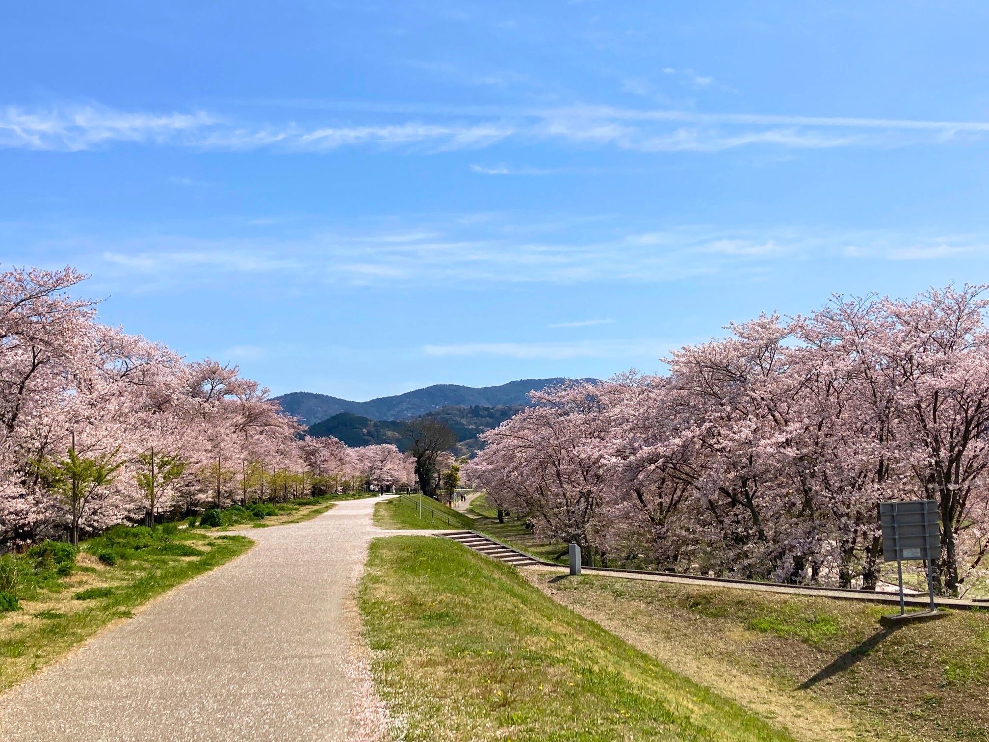 お花見ラウンジで来年度の予祝を